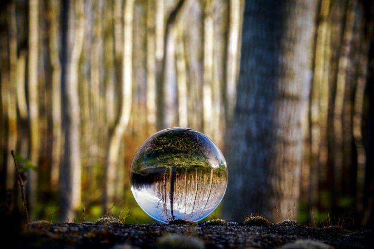 glass sphere, forest, trees